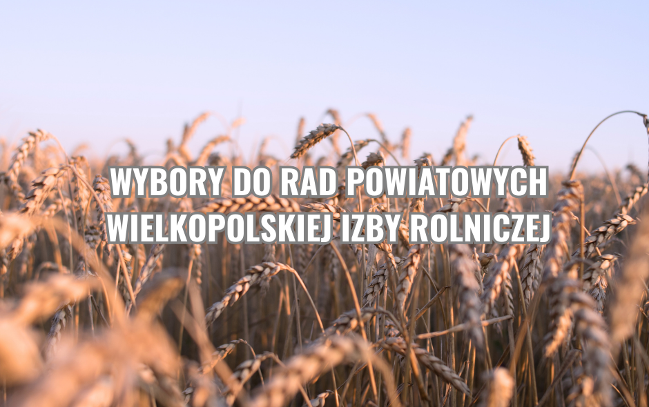 zboże na polu