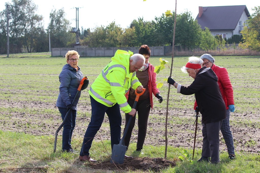 Nowe drzewa na ulicy Bursztynowej